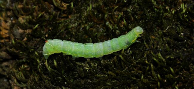 Circular Economy: How food waste is becoming protein